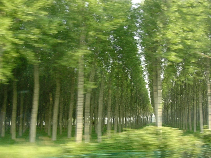 abstract image of green trees and a road in the distance