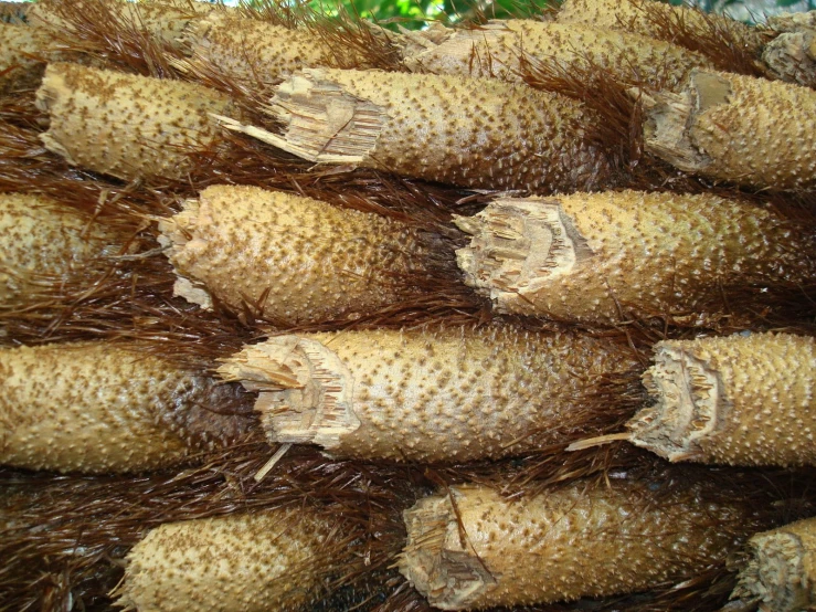 a number of brown seed pods stacked on top of each other