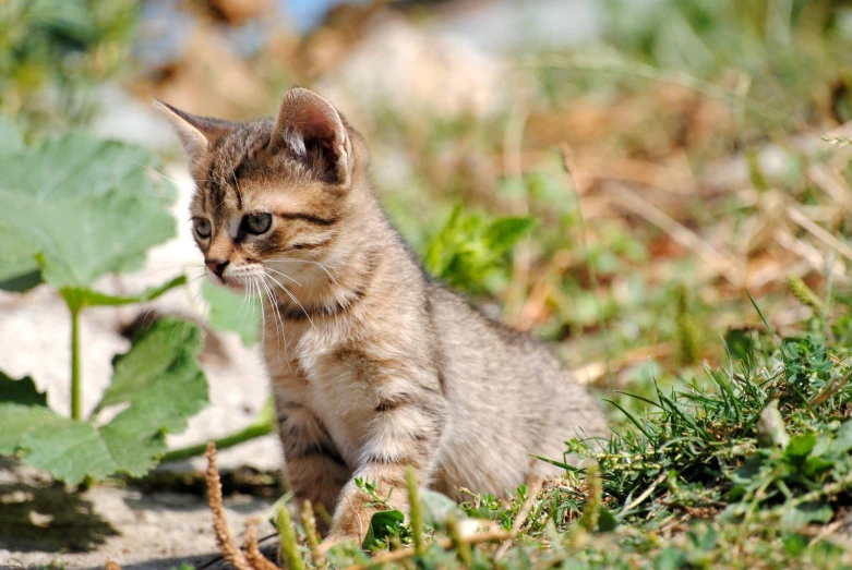 a small grey kitten sitting on the ground