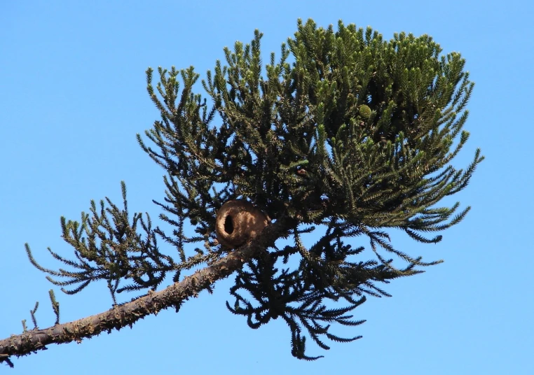 a bird is perched in a tree with no leaves