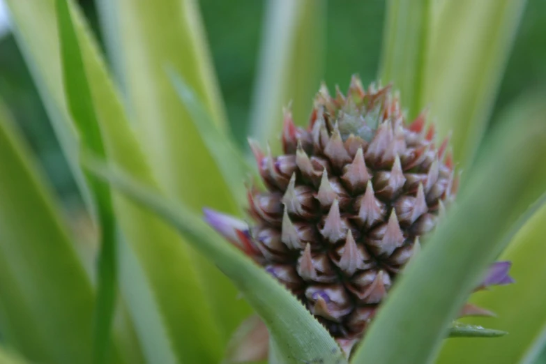 pineapple with brown tips growing from top in tree