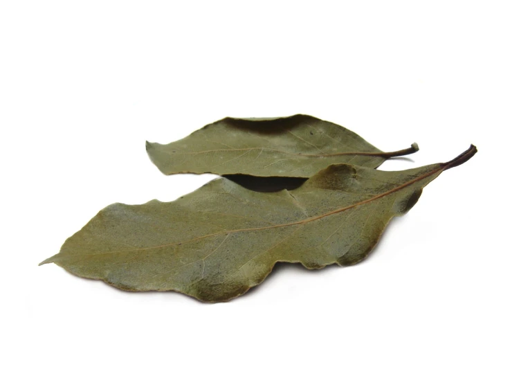 two green leaves on a white background