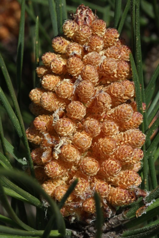 some very pretty little pine cones on a nch