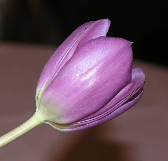 a very pretty pink flower sitting on top of a wooden table