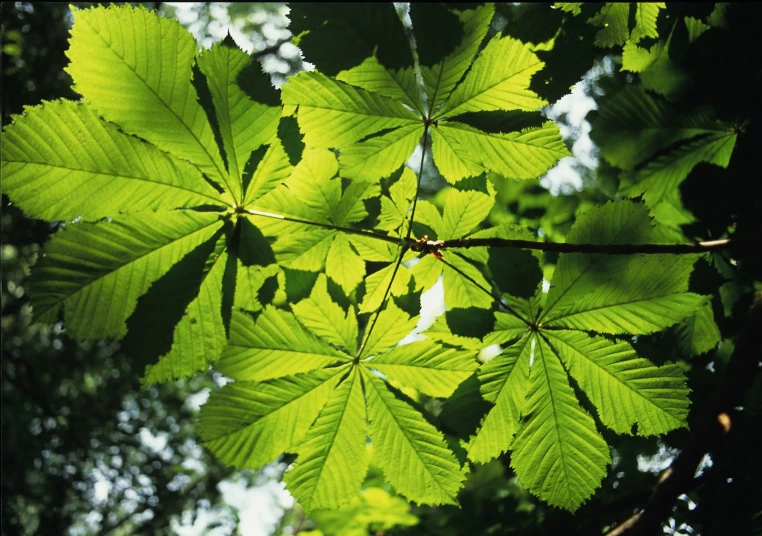 bright leaves are hanging from a tree