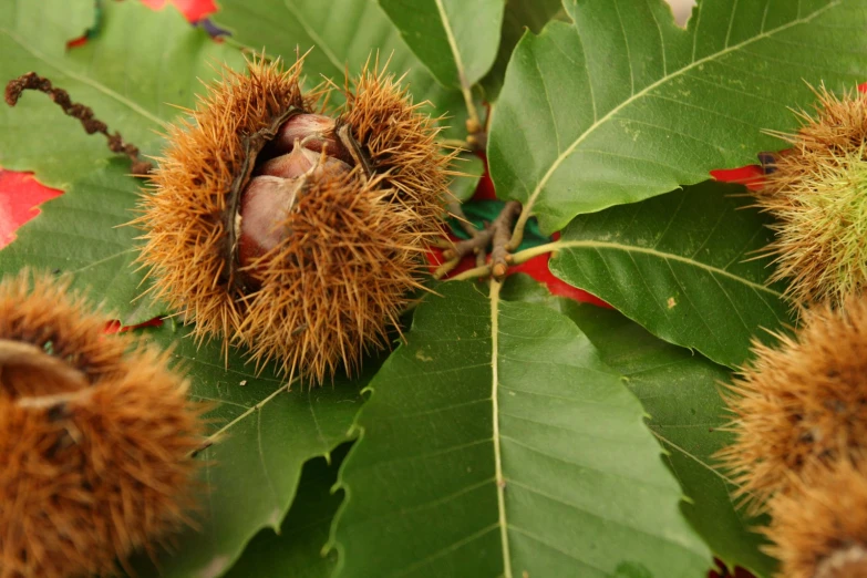 the nuts are still attached to the large leaves