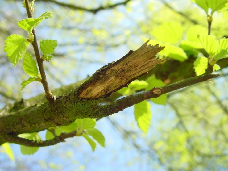 a nch in a tree looking up at the sky