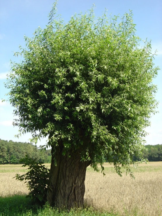 this is an image of the tree in the field