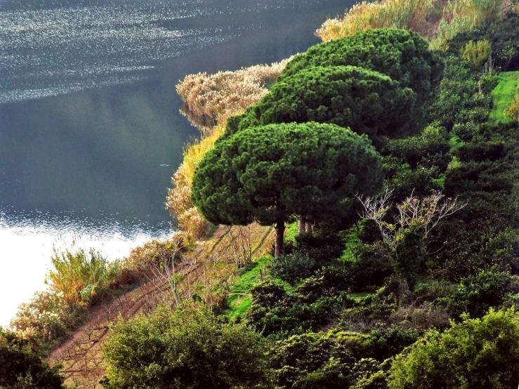 a hill with trees on the side of it