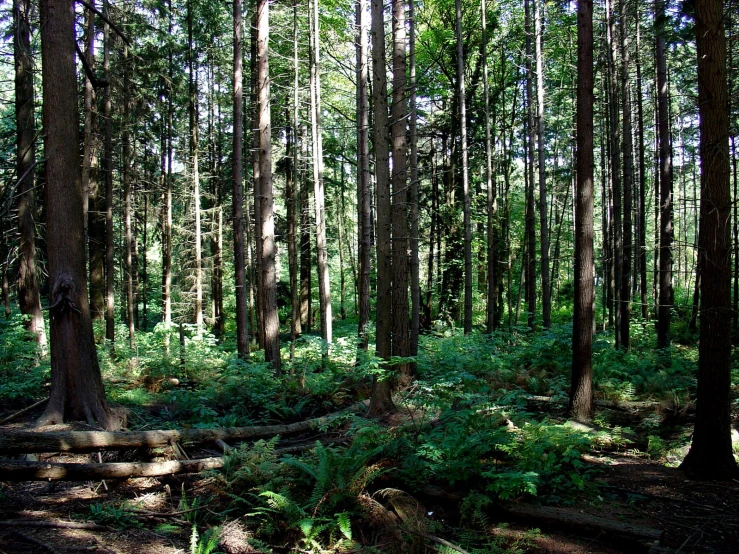 a group of trees and bushes in the middle of a forest