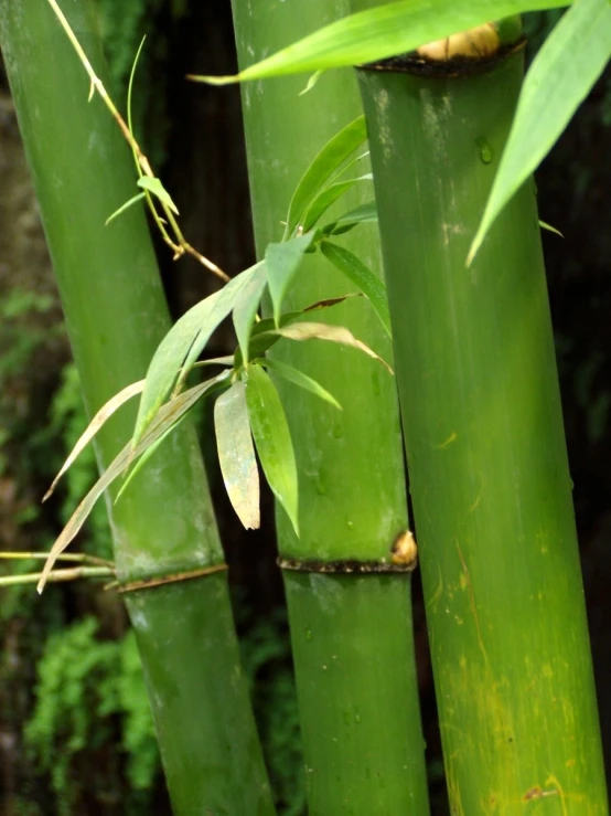 tall green bamboo trees are being shown in the jungle