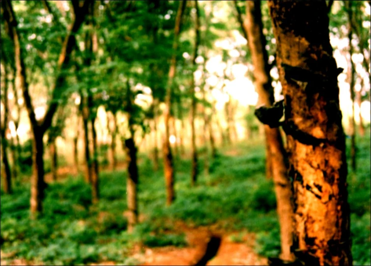 the tree trunk is bent to reveal a long arrow