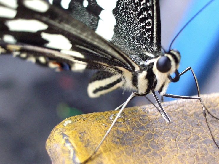 a close up of a large erfly on a piece of yellow material