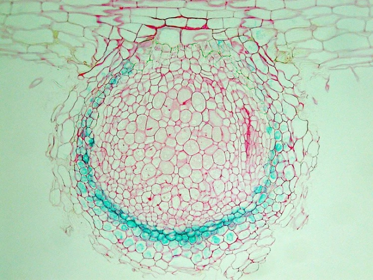 an image shows the structure of a cell