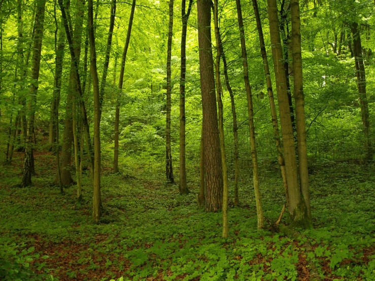 tall trees stand in the middle of a green forest