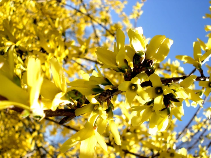 the yellow flowers are blooming on the tree
