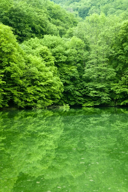 a man fishing in a crystal lake surrounded by forest