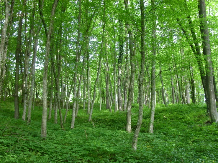 there is a field in the forest full of trees