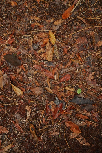 there is soing on the ground that is made out of leaves