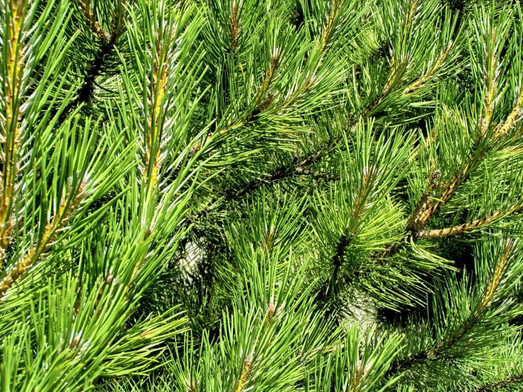 pine needles are very large, and green