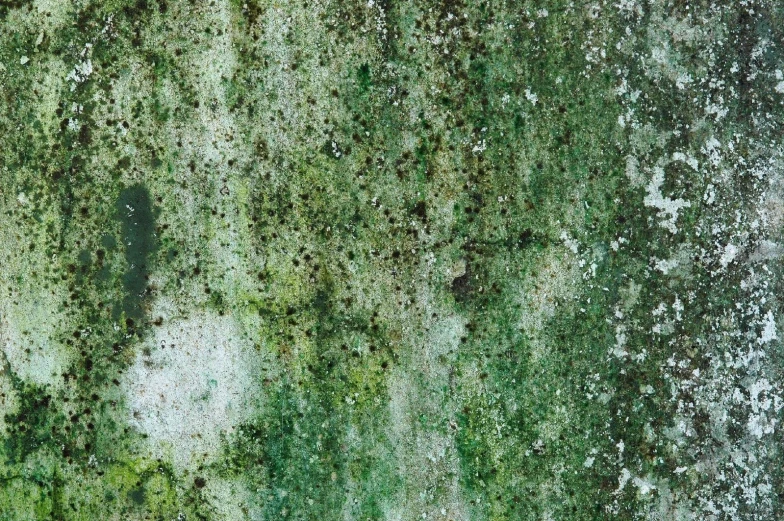 a very old tree with green moss and lichen on it