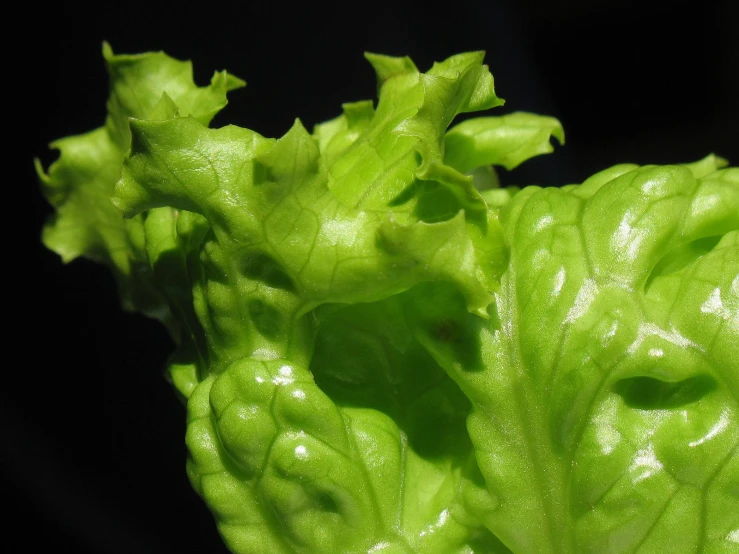 green leafy plant being displayed in light