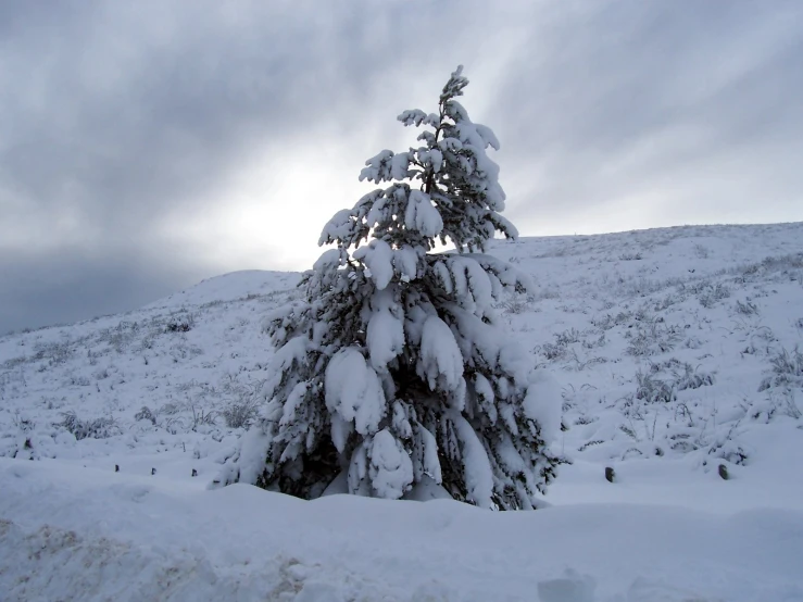 a pine tree standing alone in the snow