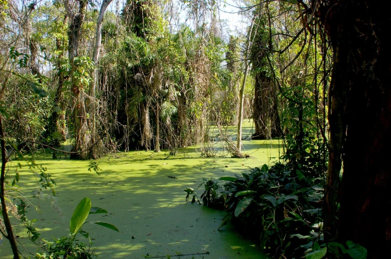 an image of swamps in the jungle with green algae
