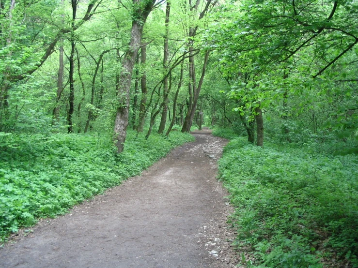 a path going through some trees on a grassy hill