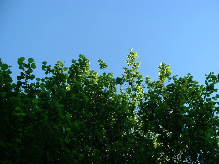 there are trees with green leaves on them