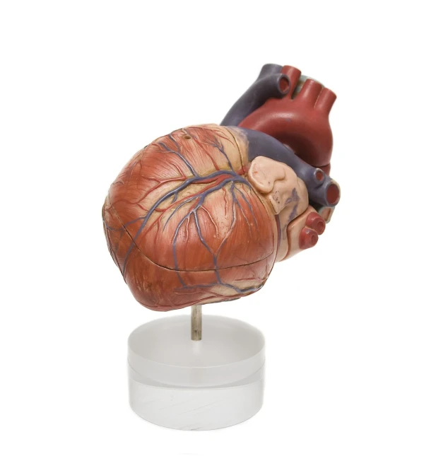 an artificial human heart on a white base