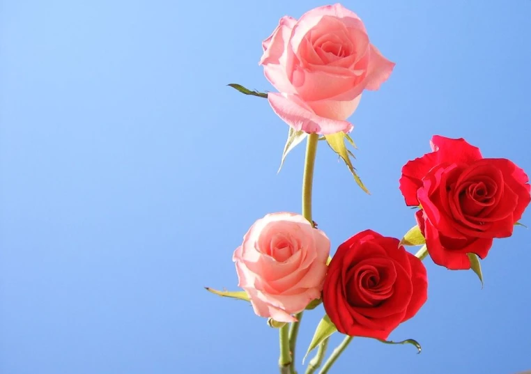 three pink roses are in a vase on a blue background