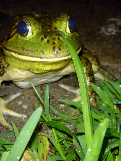 a green frog sits in the grass with blue eyes