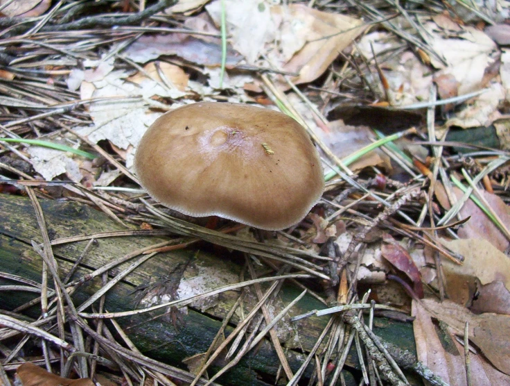 a brown mushroom sitting in the grass and looking at the ground