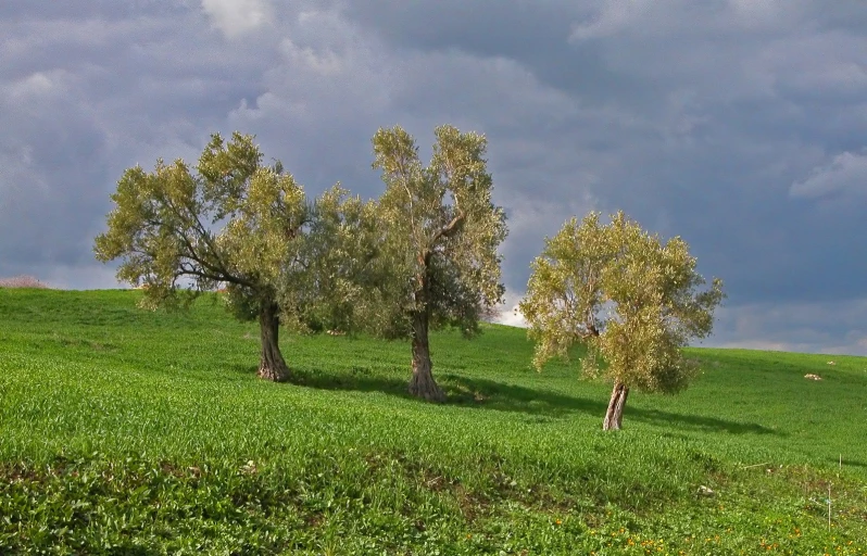 three trees are in the middle of a green field