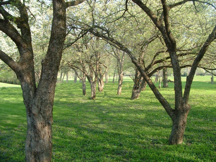 several tree - lined areas in the park all covered by green grass