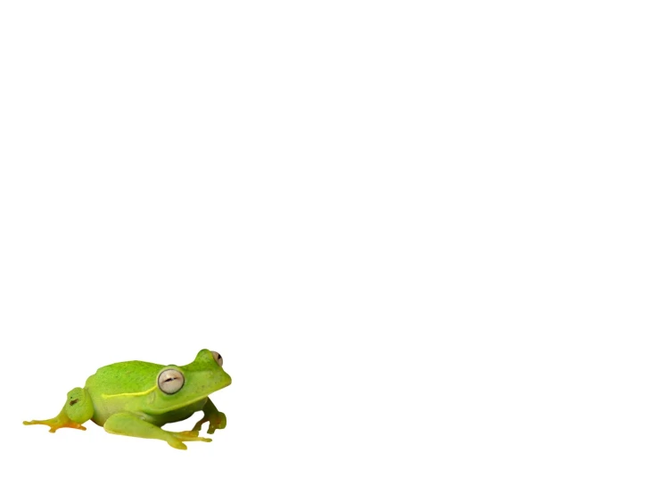 a green frog is standing in the air