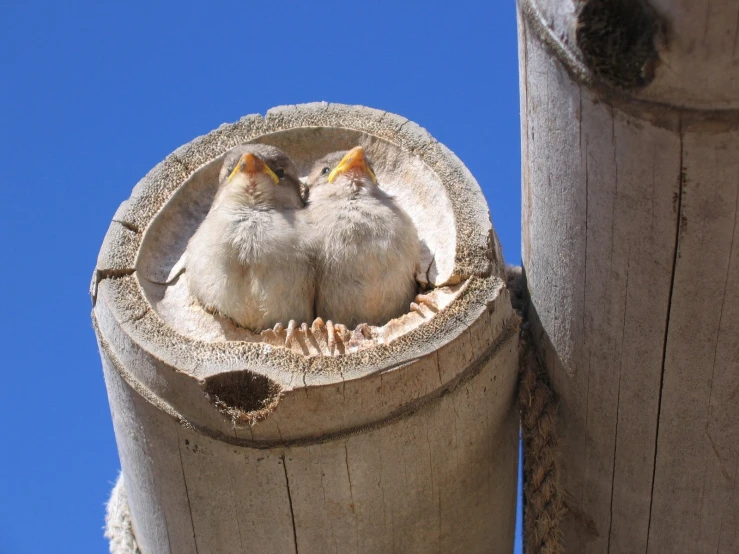 two little birds sitting on top of a concrete building