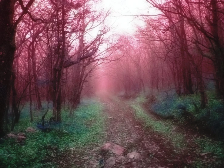 a dirt path surrounded by trees and rocks