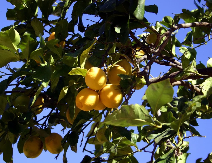 a tree filled with lots of ripe fruit