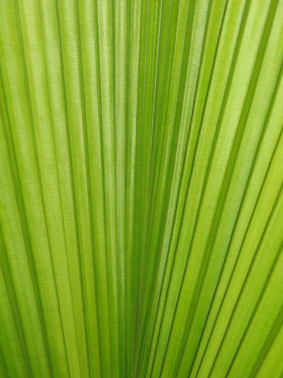 a green plant leaf with thin, round leaves