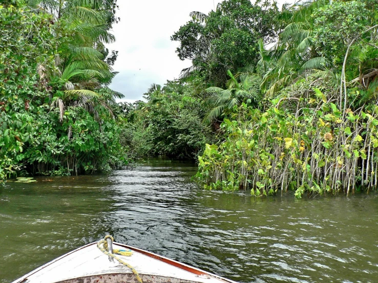 a motor boat glides along the side of a river surrounded by jungle