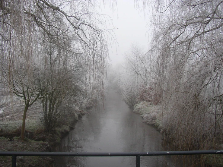 there is a foggy river and trees near the edge