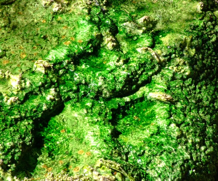 a green mossy substance has been created by small trees