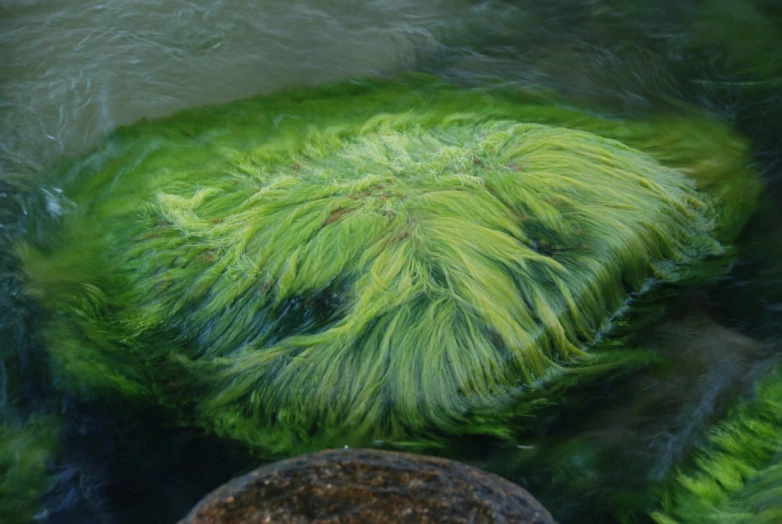 some green things that are in water