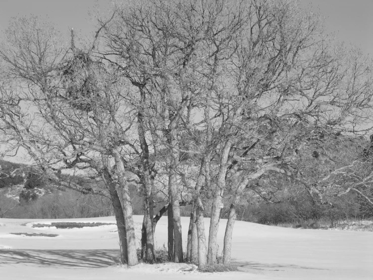 a bench sits under a few tall trees