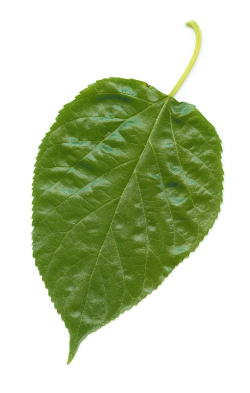 a large green leaf laying in the air