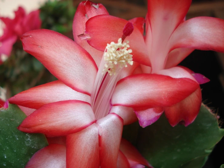 red flower with small white tips in the center