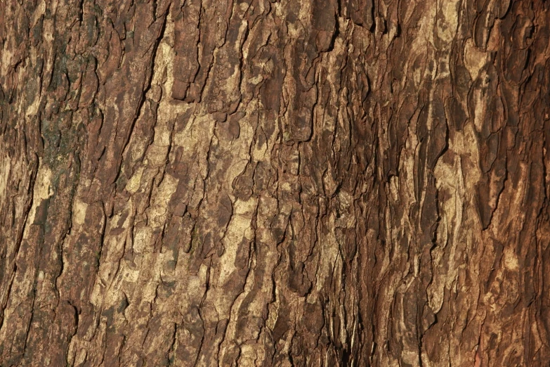 a tree bark has several layers of brown brown and white