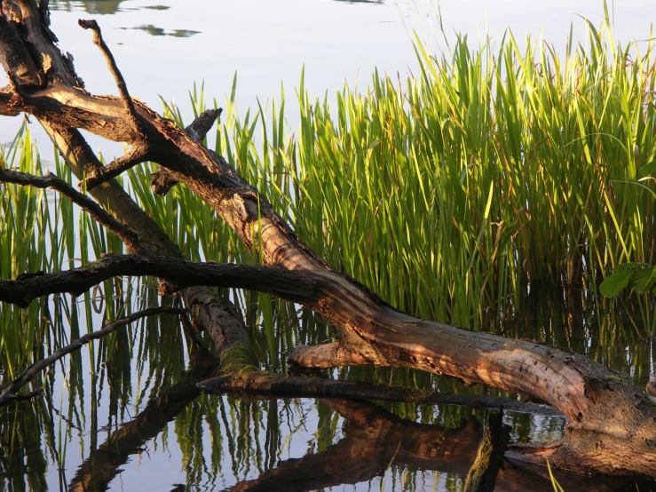 a bird sits on a log in the water by the trees